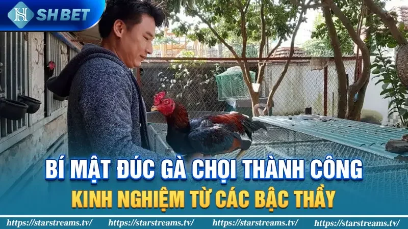 Bí mật đúc gà chọi thành công: Kinh nghiệm từ các bậc thầy