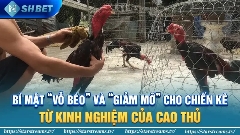 Bí mật “Vỗ béo” và “Giảm mỡ” cho chiến kê: Từ kinh nghiệm của cao thủ