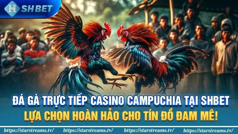 Đá gà trực tiếp Casino Campuchia tại KUBET