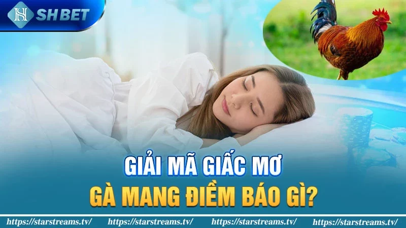 Mơ thấy gà là điềm gì cùng những may mắn bất ngờ