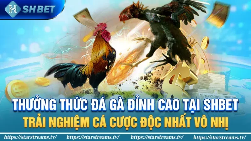 Thưởng thức Đá Gà đỉnh cao tại KUBET: Trải nghiệm cá cược độc nhất vô nhị