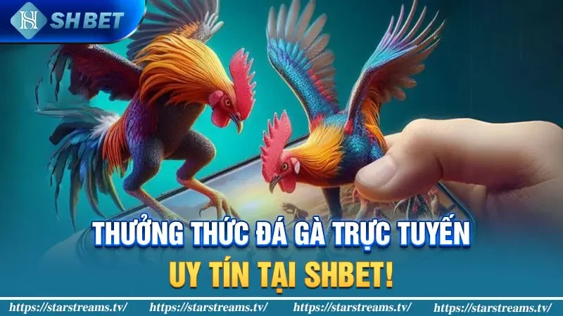 Thưởng thức Đá Gà Trực Tuyến Uy Tín Tại KUBET!