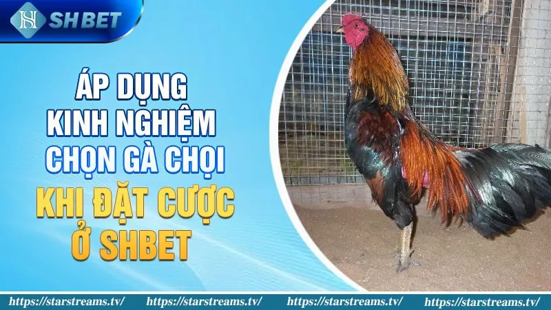 Áp dụng kinh nghiệm chọn gà chọi hay khi đặt cược ở KUBET