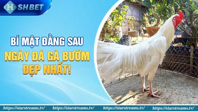 Bí mật đằng sau ngày đá gà bướm đẹp nhất!