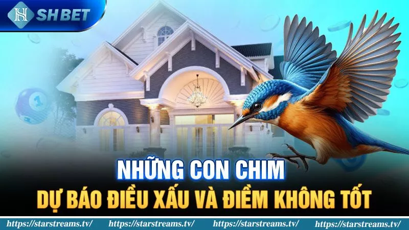 Những con chim dự báo điều xấu và điềm không tốt